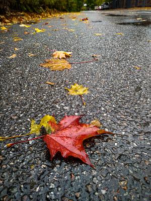 Осенний дождь кленовые листья фон Обои Изображение для бесплатной загрузки  - Pngtree