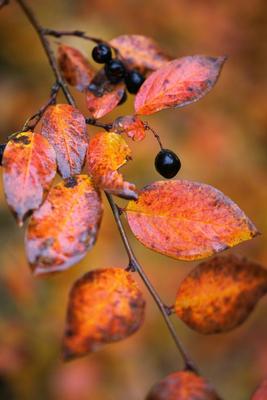 Осень, дождь, ветки, листья, ягода | Осенние фотографии, Листья, Осенние  листья