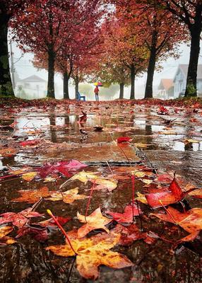 Осень, листья, дождь, реалистично, …» — создано в Шедевруме