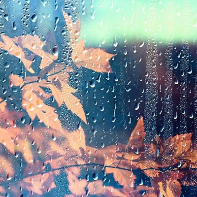 Желтые листья лежат на мокром асфальте Осень, дождь Стоковое Фото -  изображение насчитывающей отражение, небо: 200452264