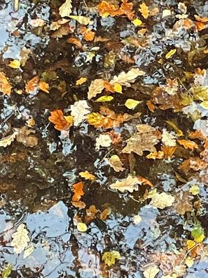 Дождь окно осень парк ветки листья желтый / абстрактный осенний фон, пейзаж  в дождливом окне, погода октябрьский дождь | Премиум Фото