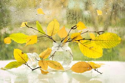 Осень за окном . Лист на стекле . Дождь. Лист | Осенние картинки,  Бесплатные рамки, Дождь за окном