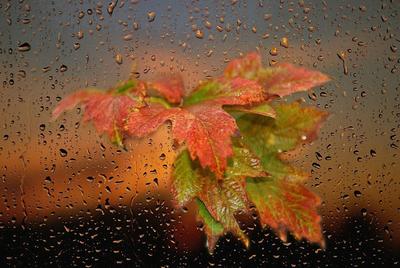 Золотая осень,дождь,листья под …» — создано в Шедевруме