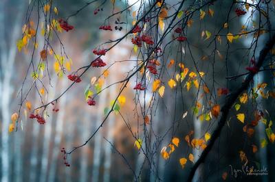 Осень, холодно,дождь,листья клёна …» — создано в Шедевруме