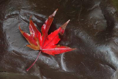 Пин от пользователя Эльвира на доске Осенние фото | Осенние листья, Осень,  Листья