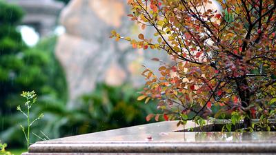 картинки : дерево, природа, камень, дождь, падать, цветок, Осень, Япония,  время года, Клен, кленовый лист, лист дерева, Крупным планом, Pierre,  Quebec, Осенний лист, Осенние листья, Красный лист, Красные листья,  Момиджи, кленовые листья,
