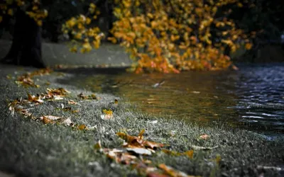 Осенние листья в луже. Погода дождливая осень. Фон осени Стоковое Фото -  изображение насчитывающей настроение, ветер: 200317928