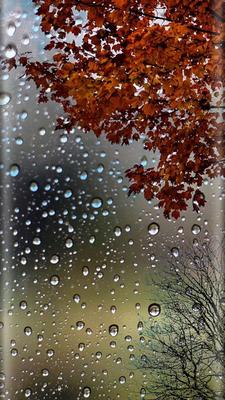 Картинки осень дождь на телефон