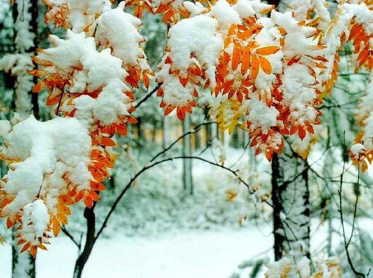 Все-таки природа - лучший художник! Осень и зима слились ... | Для ВАС,  РОДИТЕЛИ!(дети) | Фотострана | Пост №1536778769