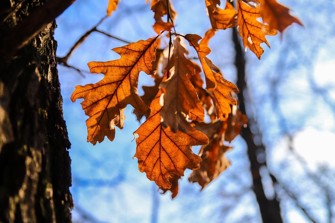 Осень зима природа (55 фото) - 55 фото