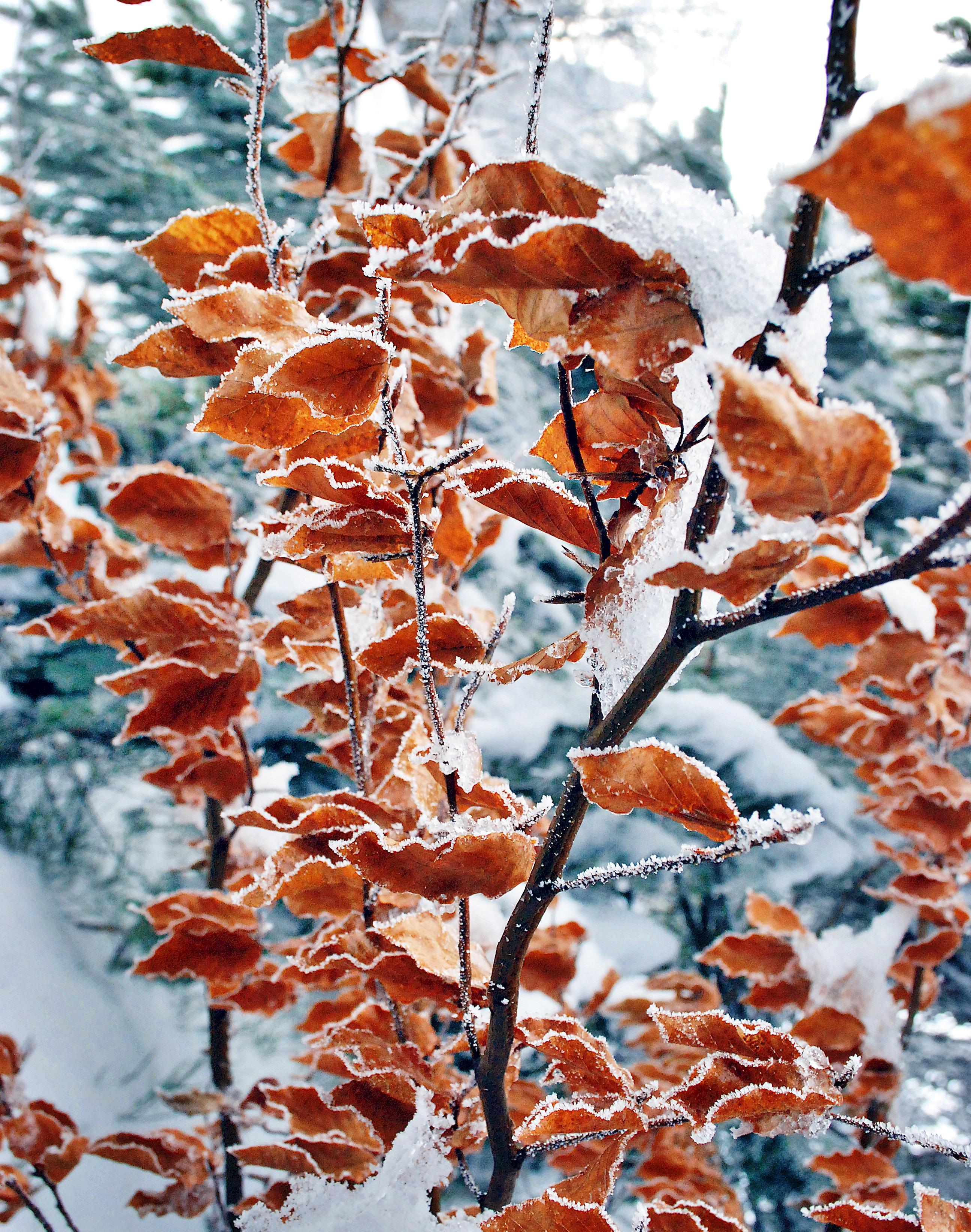 осень-зима 2006, Природа