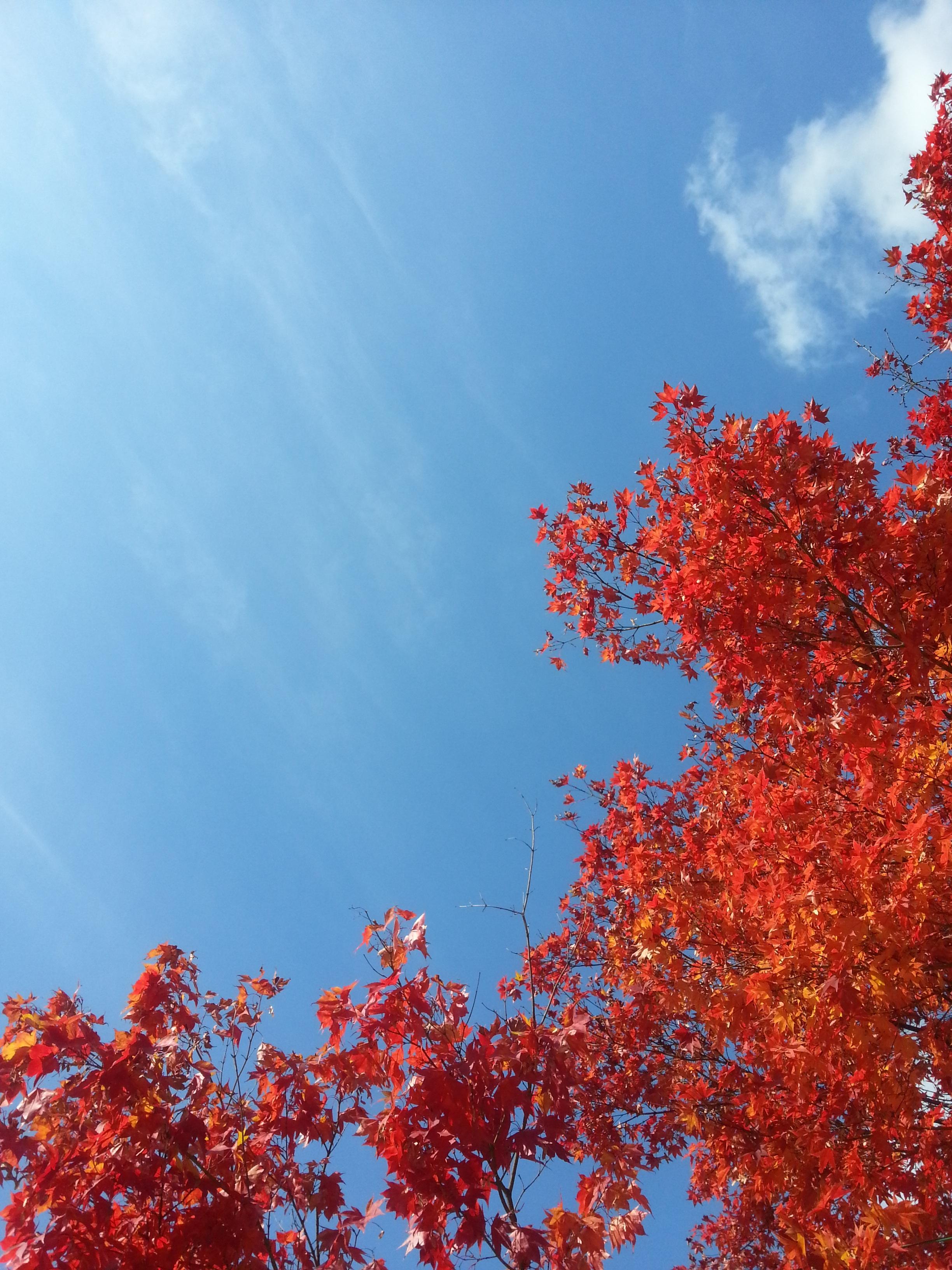 Небо осенью | Сезоны, Осень, Небо