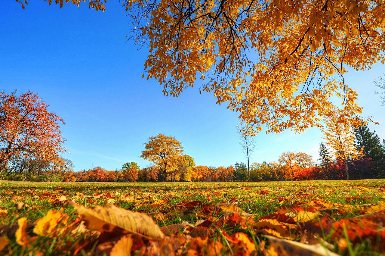 Картина \"Осеннее небо над полем с деревом в горах \" | Интернет-магазин  картин \"АртФактор\"