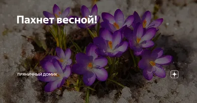 пахнет весной :: Наталия Алексеевна – Социальная сеть ФотоКто