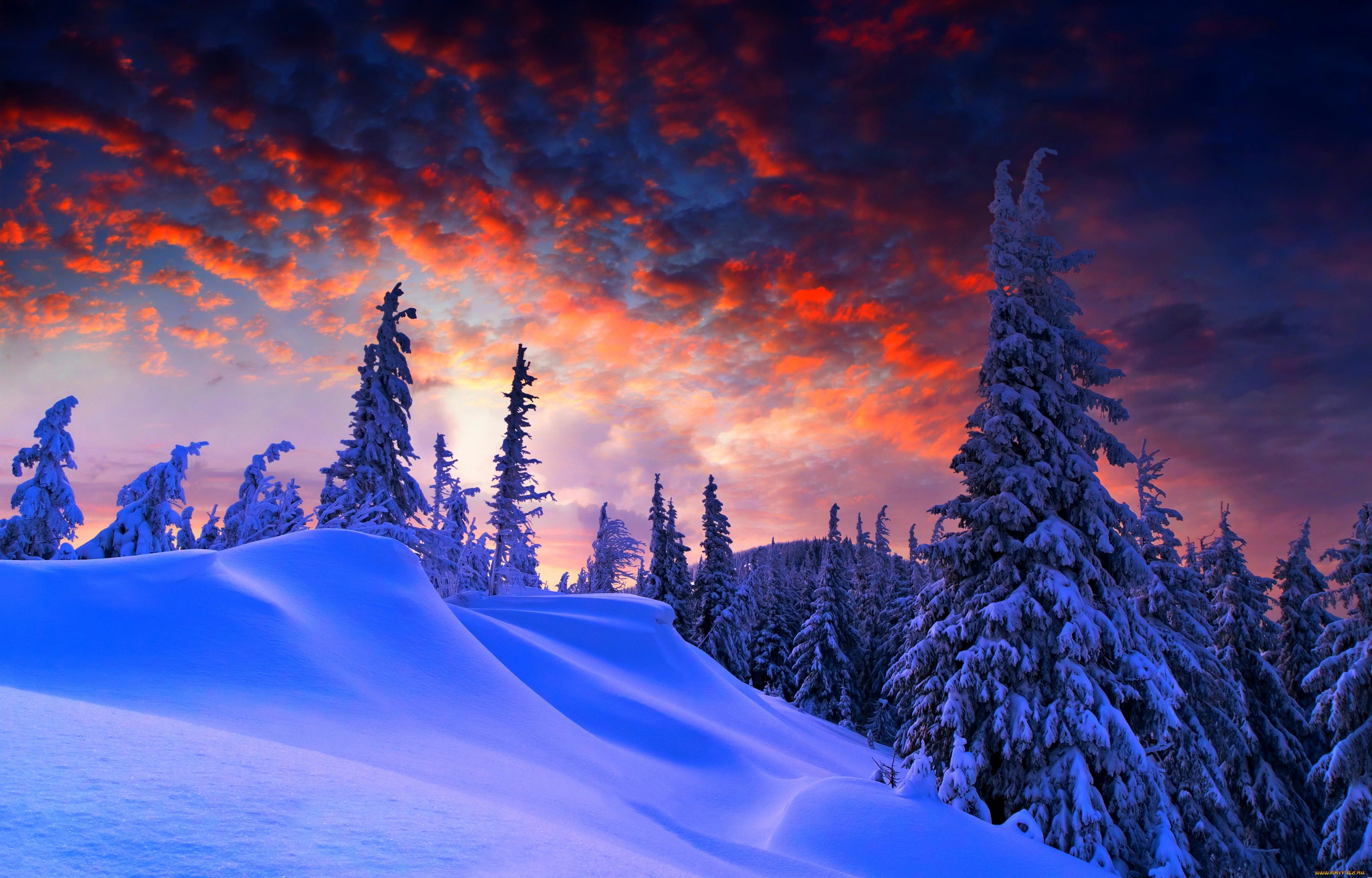 Обои Природа Зима, обои для рабочего стола, фотографии природа, зима, ели,  снег, небо, лес Обои для рабочего стола, скачать обои картинки заставки на  рабочий стол.