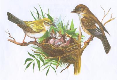 Картинки перелетные птицы весной