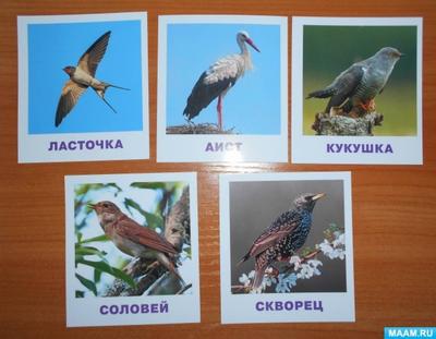Инфографика \"Какие перелётные птицы возвращаются в Москву весной?\" |  Природа Москвы | Дзен