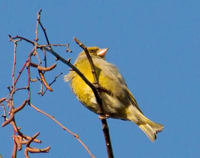 Почему прилетают птицы весной обратно из теплых краев?