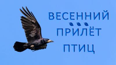 Инфографика \"Какие перелётные птицы возвращаются в Москву весной?\" |  Природа Москвы | Дзен