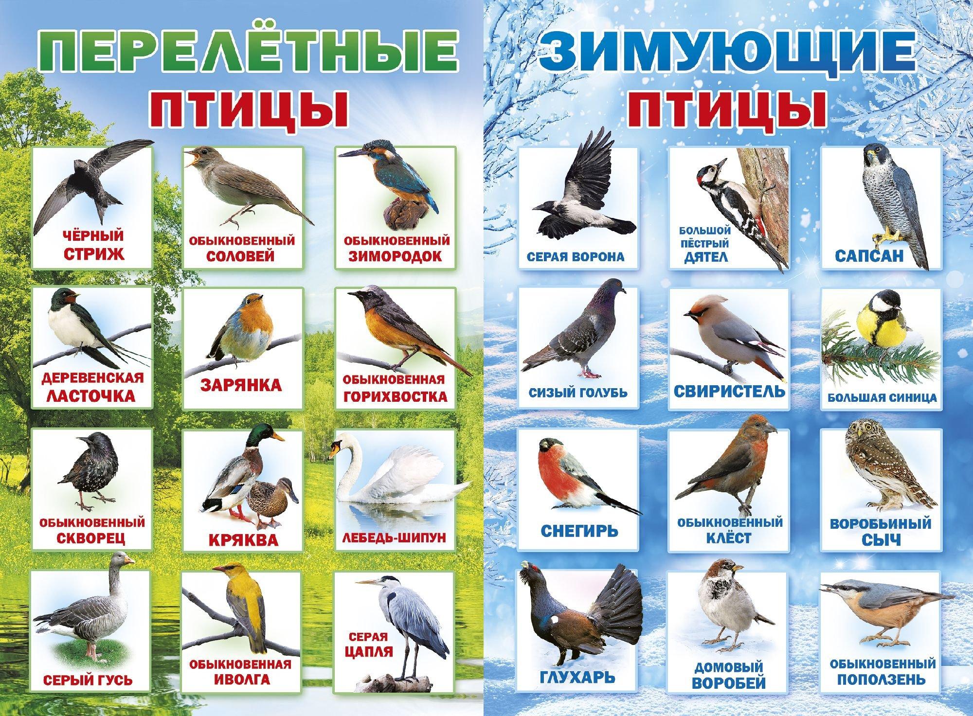 Картинки перелетных и зимующих птиц фотографии