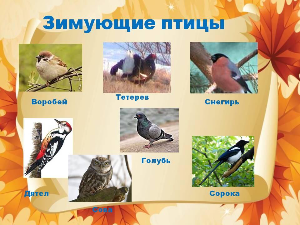 Мир животных. Перелётные и зимующие птицы.