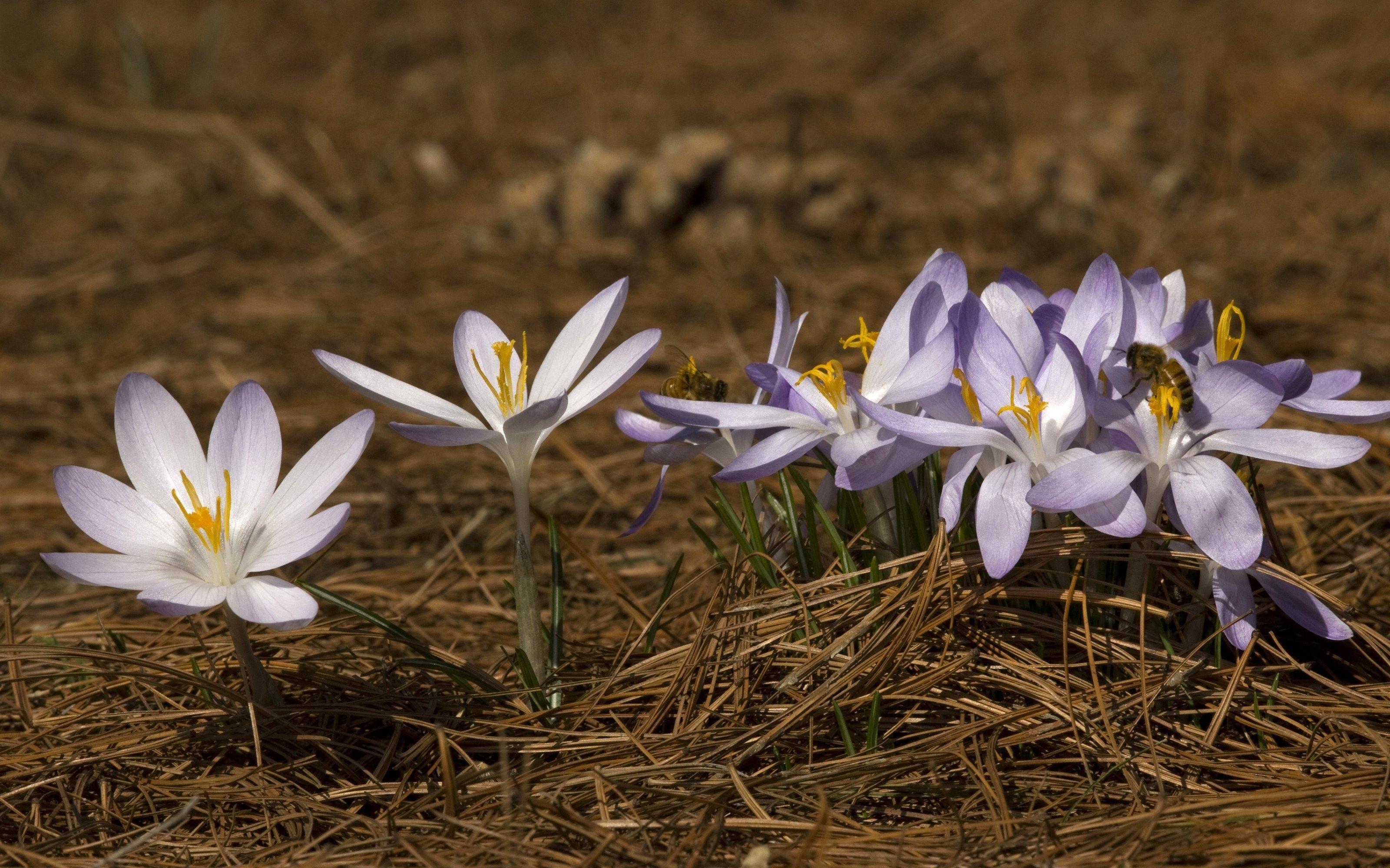 Ранние весенние цветы (58 фото) - 58 фото