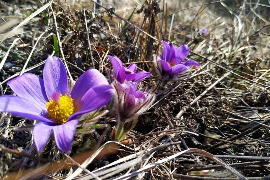 Весенние первоцветы цветут в Ботаническом саду Йошкар-Олы | 03.05.2021 |  Йошкар-Ола - БезФормата