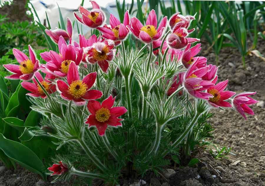 Весна на Тилигуле — появились первоцветы (фото)