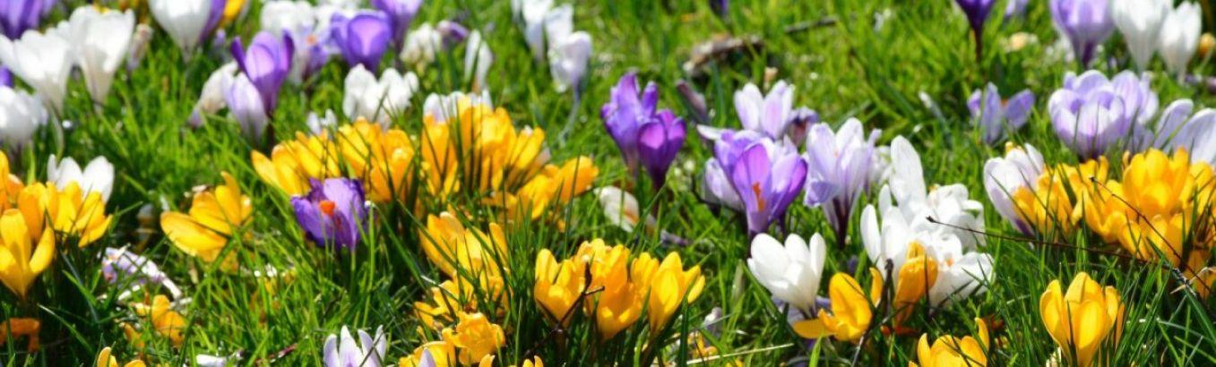 Первоцвет весенний - «Скромная лесная красавица, которая давно поселилась в  садах. Как выращивать первоцвет весенний. Лекарственные свойства при  болезненных месячных, авитаминозе, бронхите» | отзывы