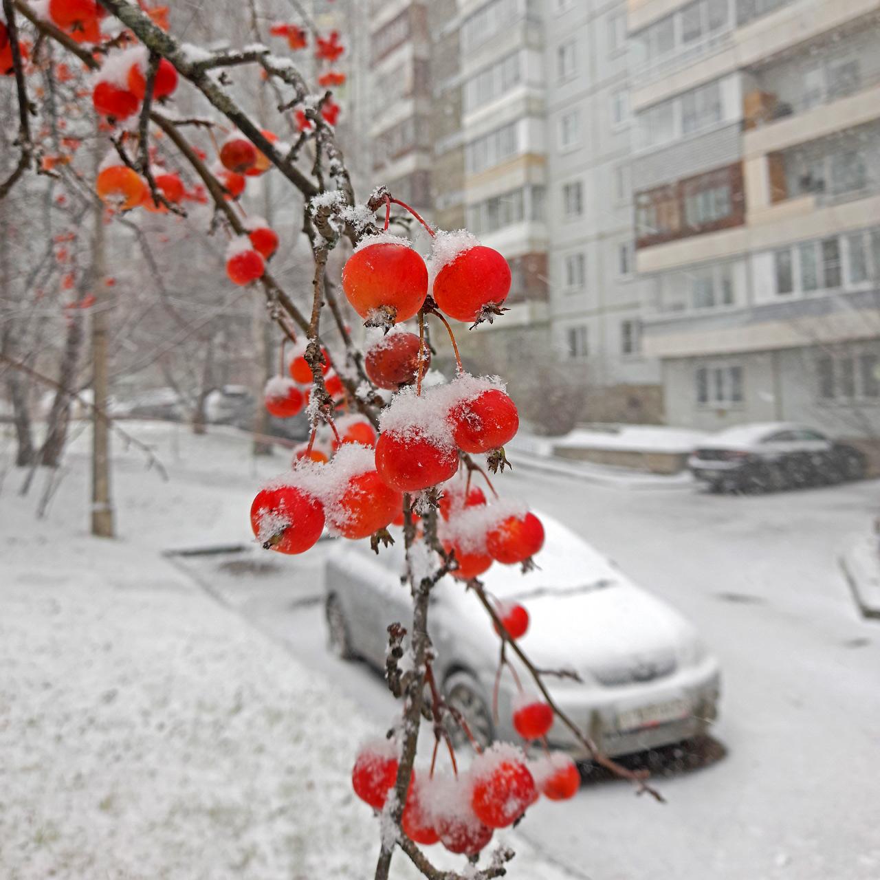 Первый снег в Украине: поздравления в картинках с первым снегом | Life