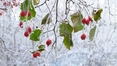 Первый снег придет в Тулу в среду - Новости Тулы и области - MySlo.ru