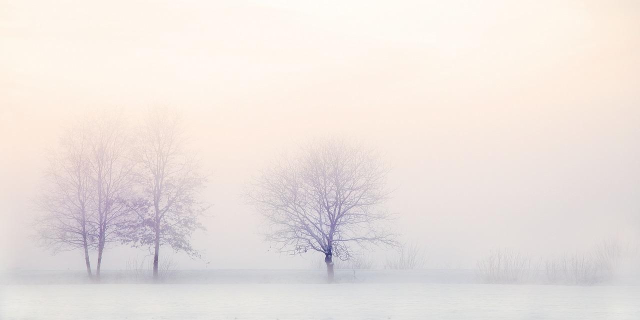 Картинки по запросу зимние деревья клипарт вектор | Instagram template  free, Happy winter, Poster template