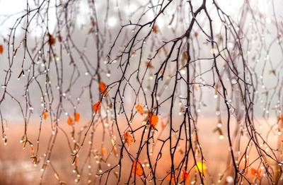 Картинки поздняя осень дождь