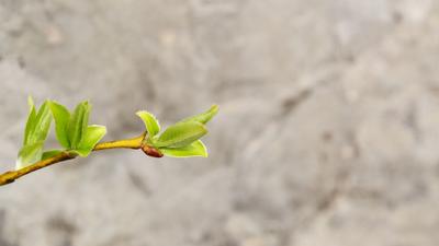 Природа ранней весной (103 фото) »