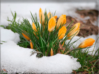 Анимированная открытка природа ранняя весна