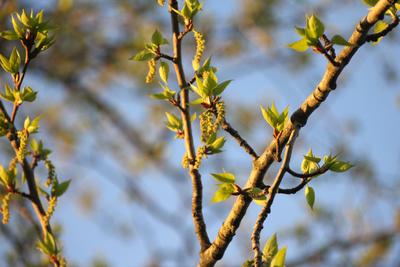 ранняя весна цветет и цветы в природе Стоковое Изображение - изображение  насчитывающей сад, красивейшее: 217654183