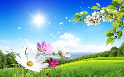 Картинки весна, лето, поле, россия, красиво, природа, цветы, поляна, небо,  свет, солнце - обои 1920x1080, картинка №125367