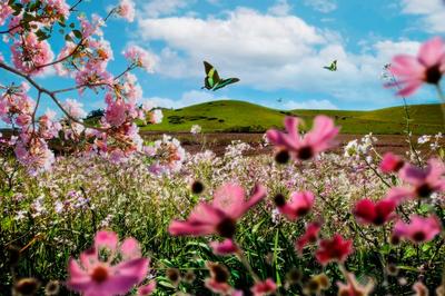Весна природа Изображения – скачать бесплатно на Freepik