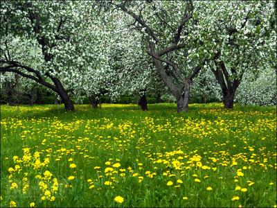 Пейзаж Природа Весна Деревня - Бесплатное фото на Pixabay - Pixabay