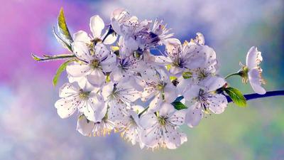 Природа, Весна - Красивые Бесплатные фото обои для рабочего стола windows  #135