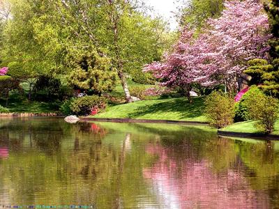 картинки : вишня, природа, весна, красивая, Розовый, дерево, Ветка,  лепесток, цветущее растение, Искусственный цветок, филиал, Пурпурный,  срезанные цветы 3840x5760 - Konevi - 1599348 - красивые картинки - PxHere