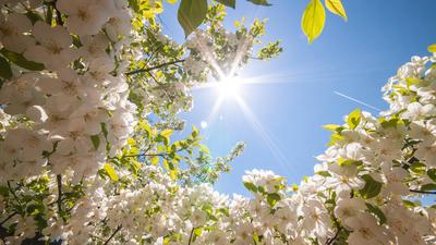 Картинки природа, весна, цветы, вишня, черешня, солнце, небо, дерево - обои  1920x1080, картинка №88810