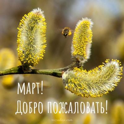 привет весна красивые открытки - RozaBox.com