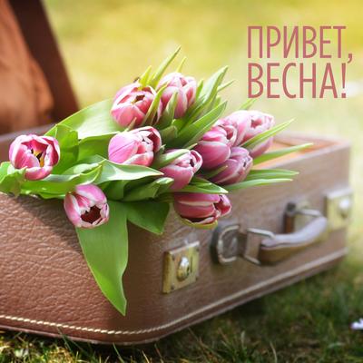 Открытка привет, весна- Скачать бесплатно на otkritkiok.ru