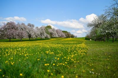 Фото Весна природа, более 97 000 качественных бесплатных стоковых фото