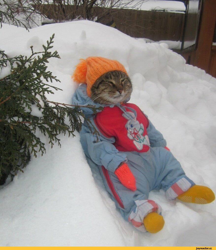 зима :: снег :: котэ (прикольные картинки с кошками) / смешные картинки и  другие приколы: комиксы, гиф анимация, видео, лучший интеллектуальный юмор.