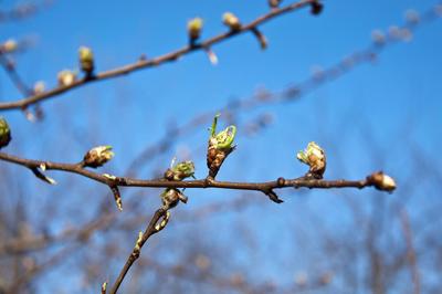 пробуждение весны... :: Андрей Вестмит – Социальная сеть ФотоКто
