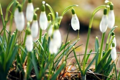 Весна Пробуждение Весны Крокус - Бесплатное фото на Pixabay - Pixabay