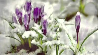 Весна пробуждение природы» — создано в Шедевруме