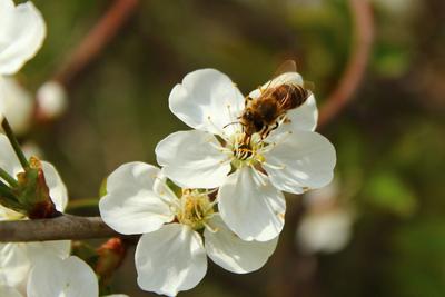 Пробуждение Природы Весной — стоковые фотографии и другие картинки Без  людей - Без людей, Ботаника, Весна - iStock